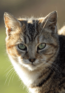 One of our tabbies